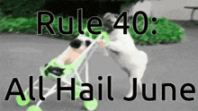 a dog is pushing a green stroller with the words rule 40 all hail june