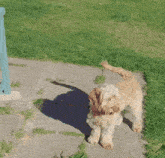 a small brown and white dog standing on a sidewalk in the grass