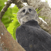 Staring Harpy Eagle GIF - Staring Harpy Eagle Robert E Fuller GIFs