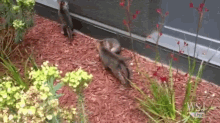 A Kit Of Foxes Was Discovered On Facebook'S Campus In Menlo Park, Calif. GIF - Foxes Kitty Cute GIFs