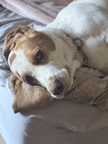 a brown and white dog is laying down on a bed