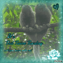 a picture of two monkeys sitting on a tree branch with the caption it 's tail twire tuesday will you twire with me