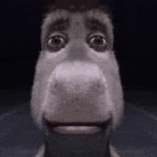 Shrek-e-burro GIFs - Get the best GIF on GIPHY