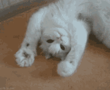 Cat Waving GIF - Cat Waving GIFs