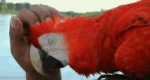 Head Scratchies GIF - Animals Bird Parrot GIFs