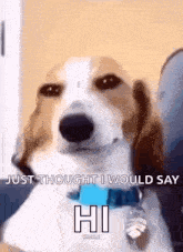 a brown and white dog wearing a blue collar says just thought i would say hi .