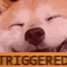 Triggered Duggo GIF - Triggered Duggo Doge GIFs