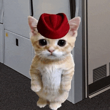 a kitten wearing a red hat stands on its hind legs