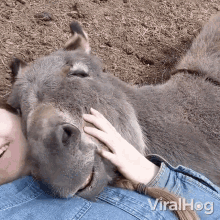 Donkey Lover Viralhog GIF - Donkey Lover Viralhog Donkey GIFs
