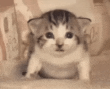 a brown and white kitten is sitting on a table looking at the camera .