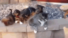 Puppies Try To Play With Indifferent Cat GIF - Cats Dogs Puppies GIFs