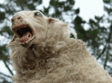 angry sheep gif