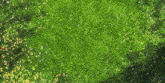 Grass Rapunzel GIF - Grass Rapunzel Tangled GIFs