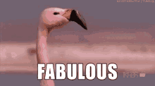 Fabulous Flamingow GIF