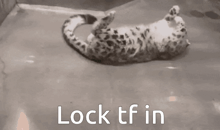 a black and white photo of a snow leopard with the words lock tf in above it .