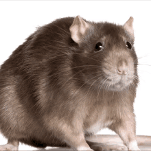 Rat Mouse GIF - Rat Mouse Like GIFs