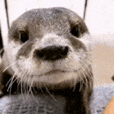 Otter Happy GIF - Otter Happy Cute GIFs