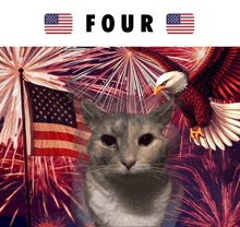 a cat stands in front of a fireworks display and the word four