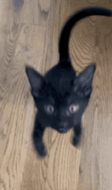 Alfie Black Cat GIF - Alfie Black Cat Cat Punch GIFs