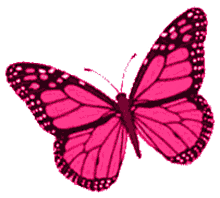 wings borboletas