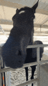 a black horse with a white spot on its forehead stands behind a fence