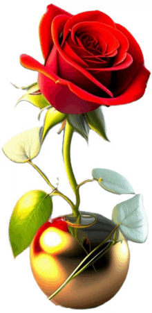 rosa