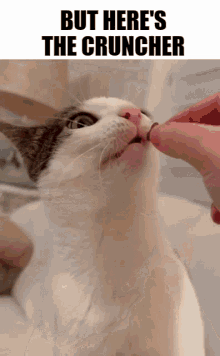 Cruncher But Heres The GIF - Cruncher But Heres The Cat GIFs