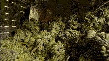 a large pile of bananas with a monkey standing in the background