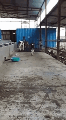 Cow Calf GIF - Cow Calf Running GIFs