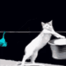 Verify Cat GIF - Verify Cat Laundry GIFs