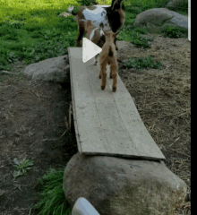 Goat Hop GIF - Goat Hop Happy GIFs