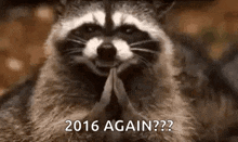 a raccoon is sitting down with its hands folded in front of its face .