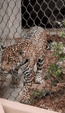 jaguars bad