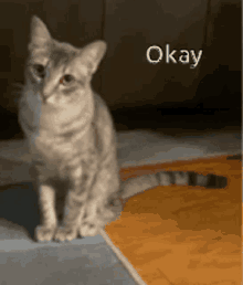 Okay Cat GIF - Okay Cat GIFs