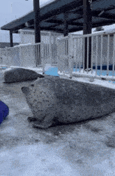 two seals are laying in the snow next to a pool