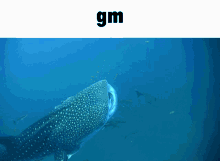 Whale Shark Good Morning GIF