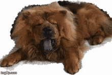 Dog Fluffy GIF - Dog Fluffy Chow GIFs