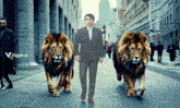 a man in a suit is walking with two lions behind him