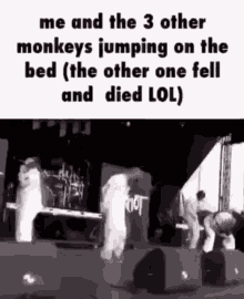 Monkey Monkeys GIF