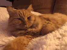 Tired Cat GIF - Tired Cat Cats GIFs
