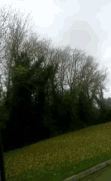 Rampai Wind GIF - Rampai Wind Trees GIFs