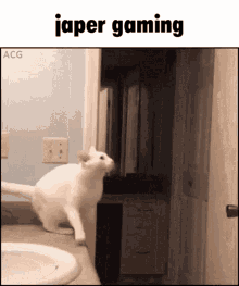Japer Gaming GIF - Japer Gaming Cat GIFs
