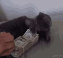 Cat Money GIF - Cat Money Mine GIFs