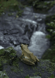 Frog From Http://Headlikeanorange.Tumblr.Com/ GIF - Frog Stream Creek GIFs