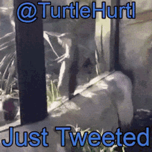 Turtle Hurtl Turtle Hurtljusttweeted GIF - Turtle Hurtl Turtle Hurtljusttweeted Dance GIFs