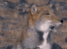 Tibetan Sand Fox Fox GIF - Tibetan Sand Fox Fox Animal GIFs