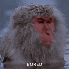 a monkey with a red face is sitting in the water and the word bored is above it