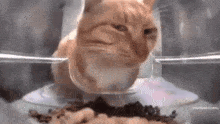 Cat Stare Cat Judging GIF - Cat Stare Cat Stare GIFs