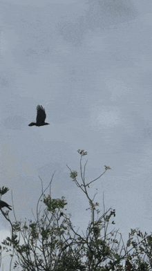 American Crow Flying GIF - American Crow Crow Flying GIFs