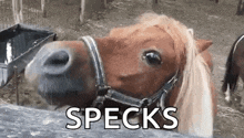 Horse Smile GIF - Horse Smile Hungry GIFs